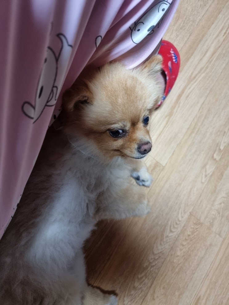  별거 없는 멈머 사랑이의 일상