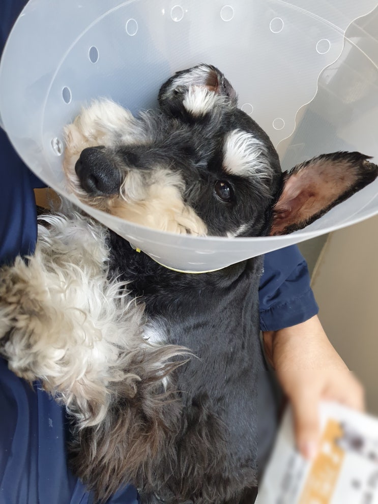 강아지 중성화 수술 후 목욕및 회복후기