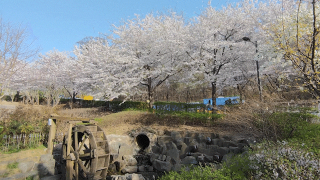 서울 강서구 봉제산 2022 벚꽃 사람없는 곳 서울 강서구 봉제산 2022 벚꽃 사람없는 곳
