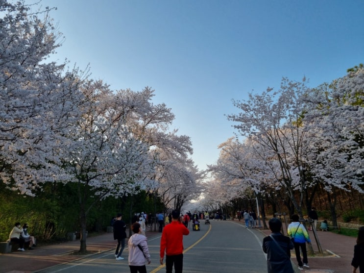 인천대공원 동문 4.10 벚꽃 상황+11일추가