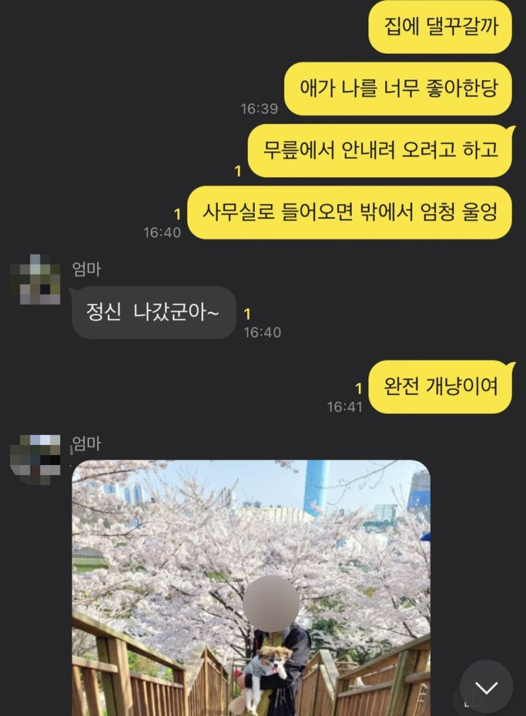  [잡담] 댕댕이 고냥이 꽃길만 걸어요~
