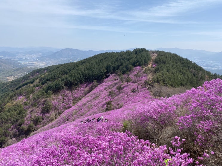  진달래 만개한 천주산 주말 등산(4/10)