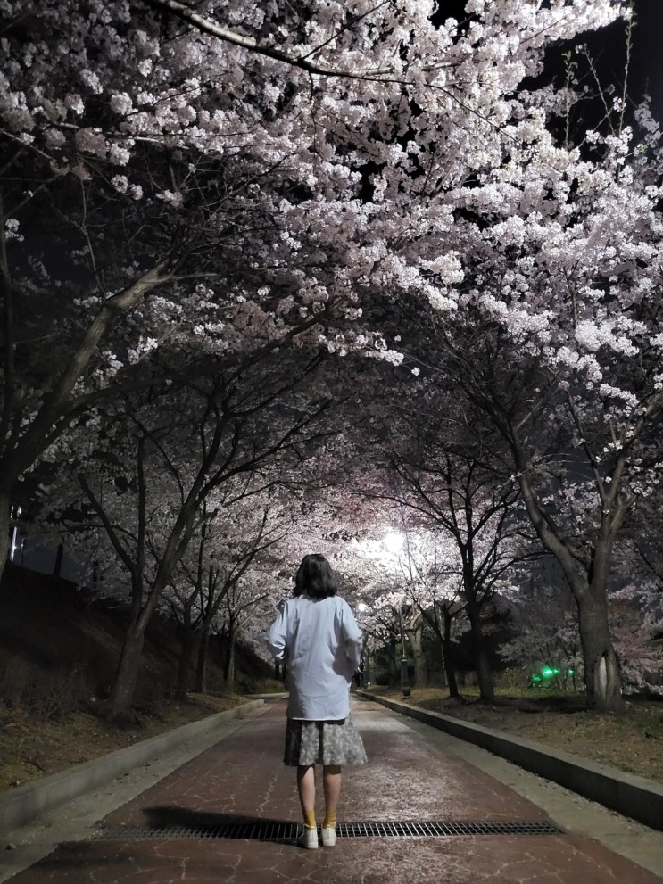 [오산] 4월의 봄을 시작을 알리는, 오산벚꽃나들이