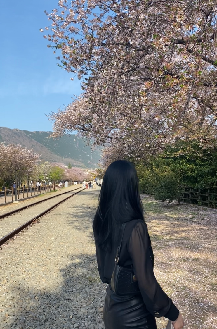  진해 벚꽃 명소 경화역 나들이 