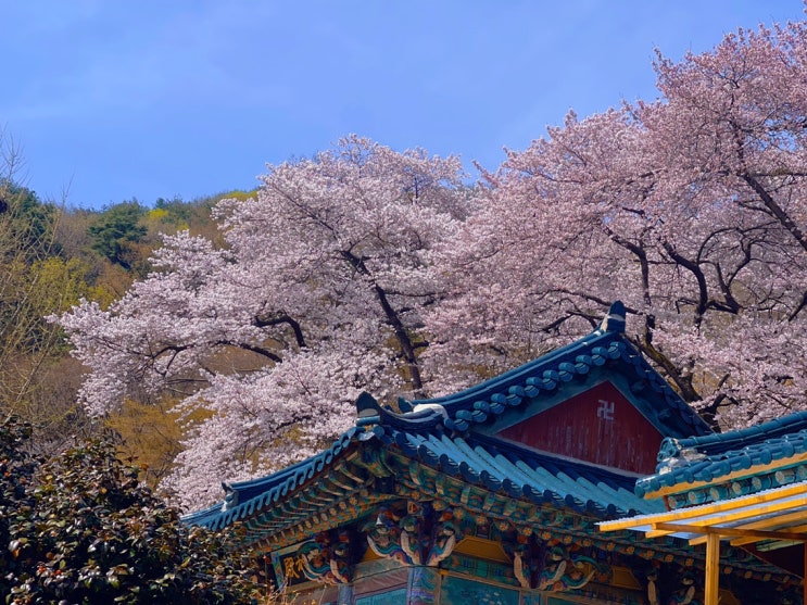  꽃이 피는 계절엔 전주 법조타운 코코필라테스 만성점에서 리포머필라테스
