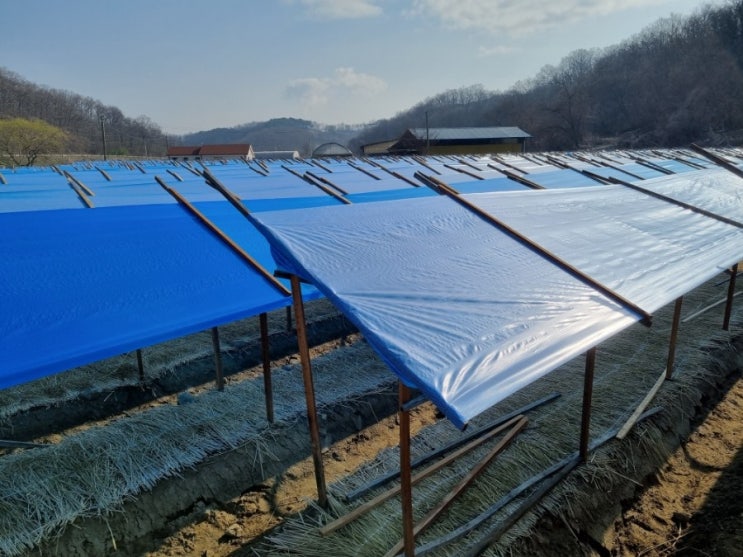  인삼밭 지붕씌우기 차광지씌우기 작업 인삼농사 6년근인삼재배