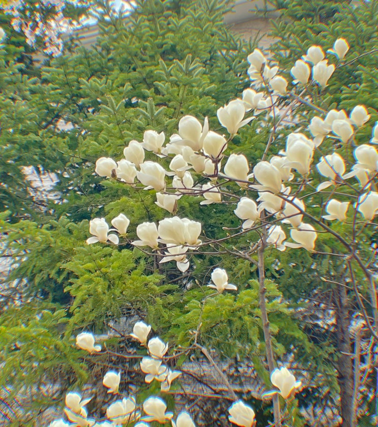  간호지식 : 항생제 ( AST하는 항생제와 하지 않는 항생제)