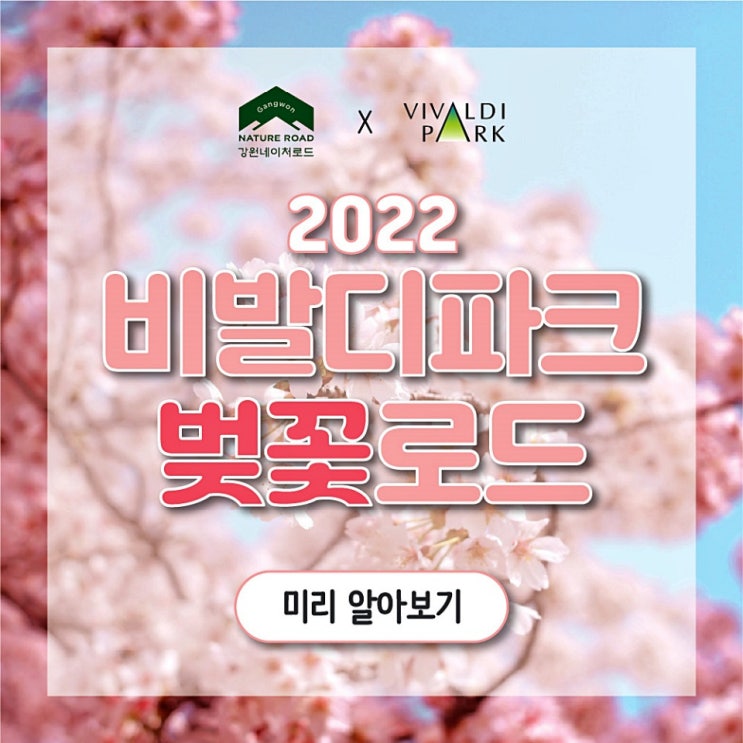  강원도 벚꽃 명소 홍천 비발디파크 벚꽃축제 4월15일~17일