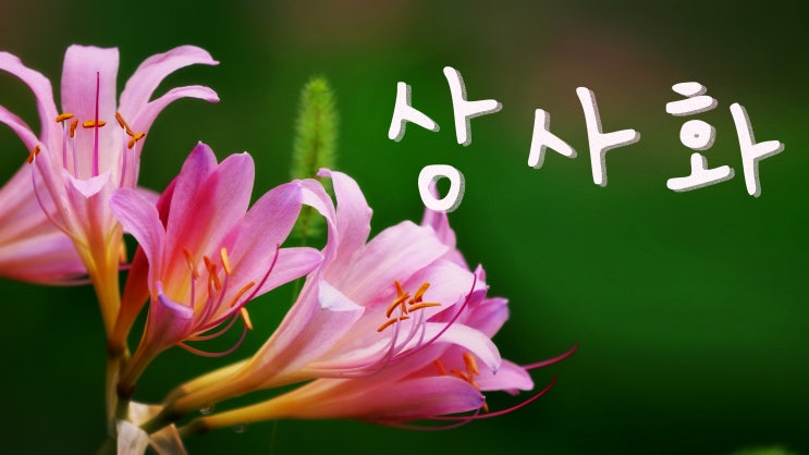  상사화 - 독성식물
