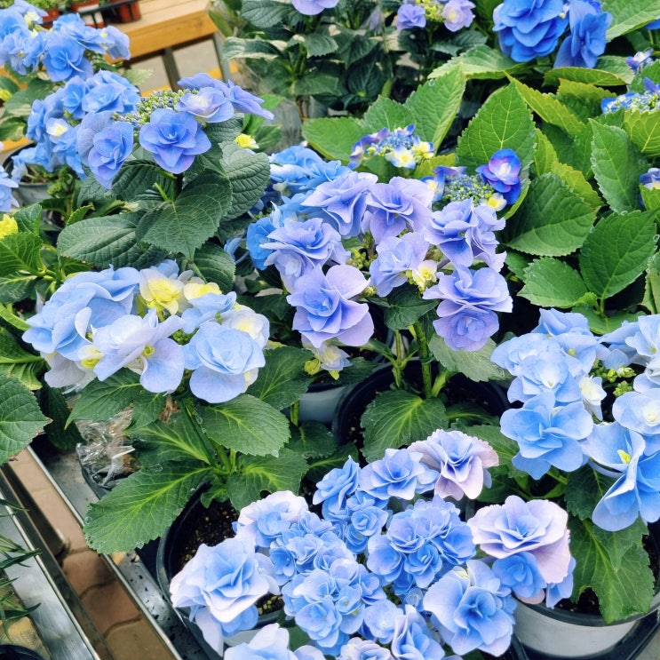  일산 대화 하나로마트 화훼단지(한국화훼농협), 지금 다녀오세요~!