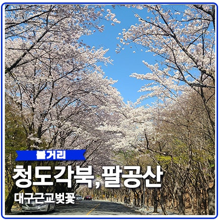 청도 각북 벚꽃 헐티재 코스와 팔공산 개화 상황 청도 각북 벚꽃 헐티재 코스와 팔공산 개화 상황