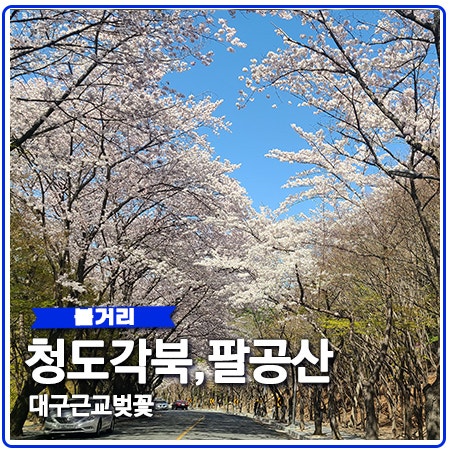 청도 각북 벚꽃 헐티재 코스와 팔공산 개화 상황