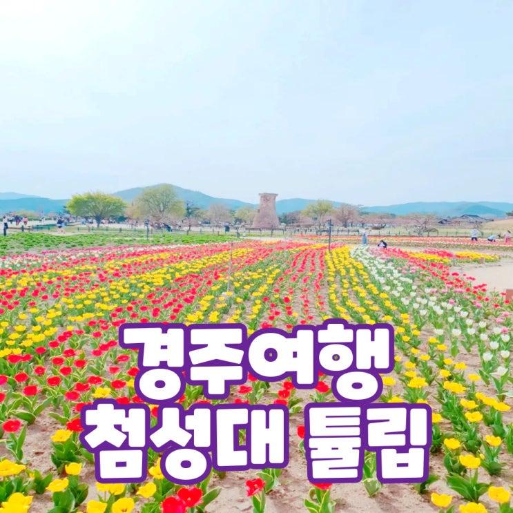  경주 여행 튤립과 함께한 첨성대 그리고 주차 팁
