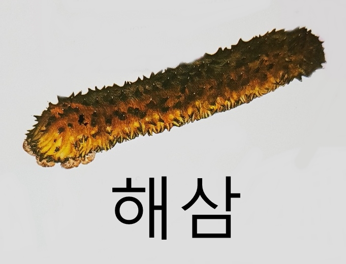 연형동물과 극피동물 종류 특징(바다나리 긴가시성게 거미불가사리 연잎성게 등)