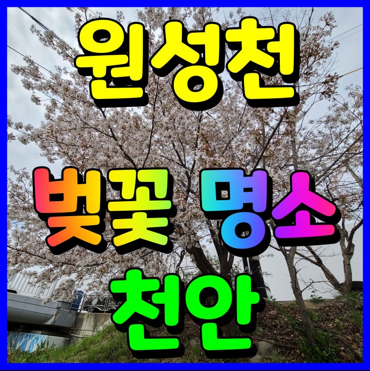  천안 벚꽃 명소 원성천 나들이 사부작 걸어보자