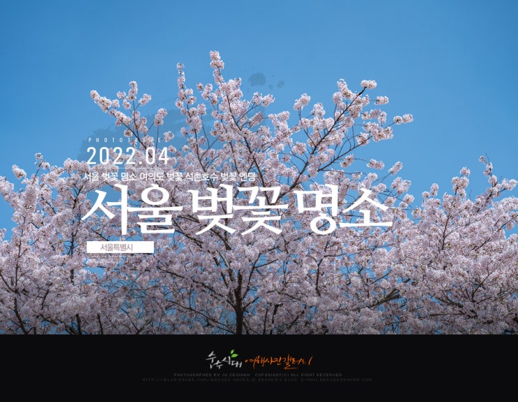  서울 벚꽃 명소 여의도 벚꽃 잠실 석촌호수 벚꽃 엔딩 4/11