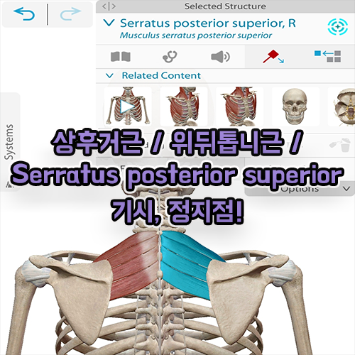 상후거근 위뒤톱니근 Serratus posterior superior 기시, 정지점!