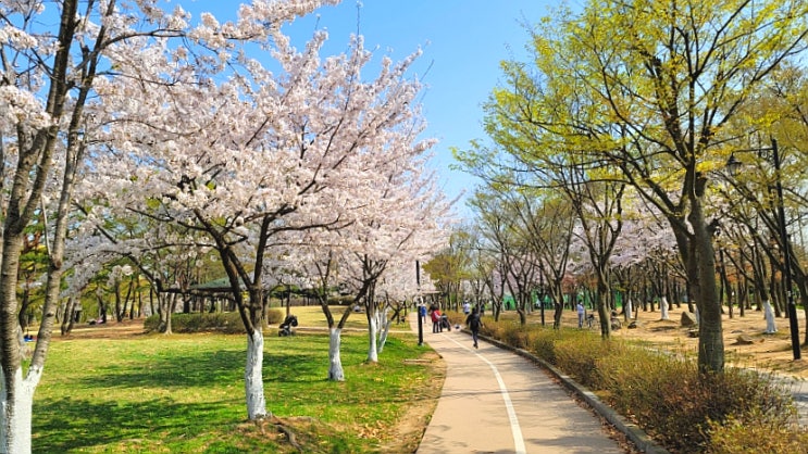 일산 호수공원 벚꽃 피었어요~