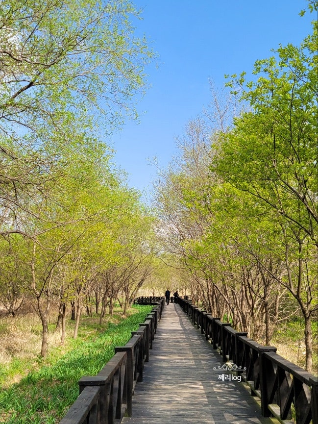 광주호 호수생태원, 충효동 왕버들/전남 광주 가볼만한곳