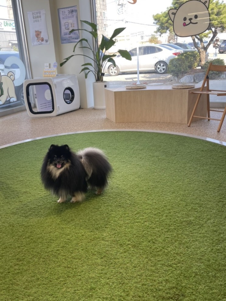  파주애견카페 글램독 그라운드 (GLAM DOG GROUND)