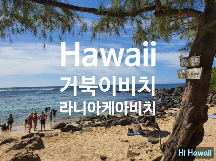 하와이 거북이를 볼 수 있는 라니아케아 비치_하와이 거북이 비치, 하와이 노스쇼어 (하와이 명소)