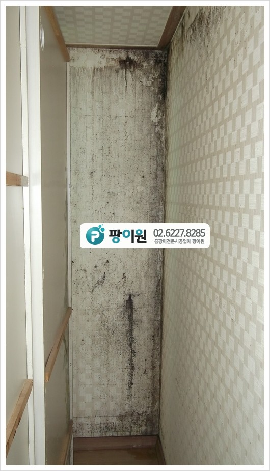  여름 장마철 벽지 곰팡이제거 한다면?