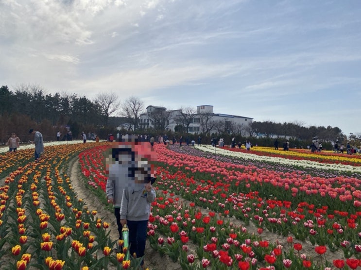  전남 신안 임자, 튤립축제 / 튤립공원