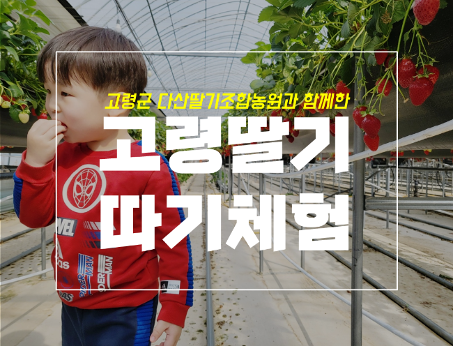  대구 근교 과일 따기 체험 고령 다산딸기조합농원 후기