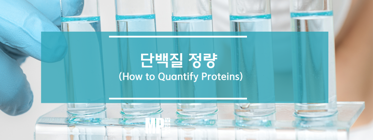 단백질 정량 방법 (Protein Quantification)