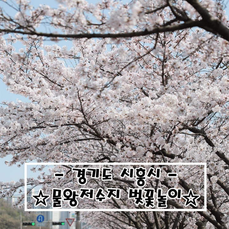   경기도 시흥_#물왕저수지 #벚꽃 구경