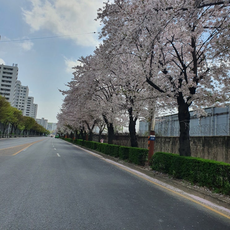  부평 벚꽃 철도길
