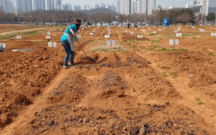  안산 주말농장 레기(네기)로 밭 갈아엎고 퇴비주기