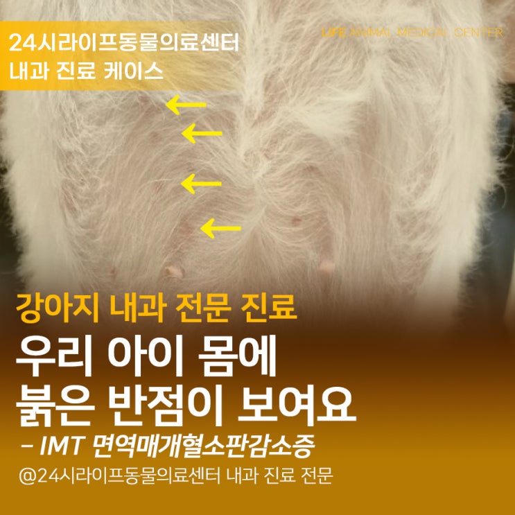 대구24시동물병원) 강아지IMT, 강아지 면역매개성 혈소판감소증 치료 : 강아지 몸에 붉은 반점, 멍이 들었어요! 대구24시동물병원) 강아지IMT, 강아지 면역매개성 혈소판감소증 치료 : 강아지 몸에 붉은 반점, 멍이 들었어요!