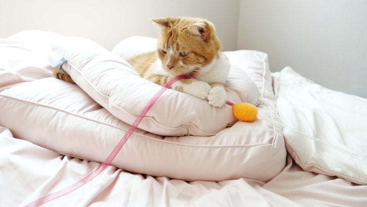  고양이 낚시대 우주캣 통통스네이크 냥이 눈 뒤집히는 신상 장난감