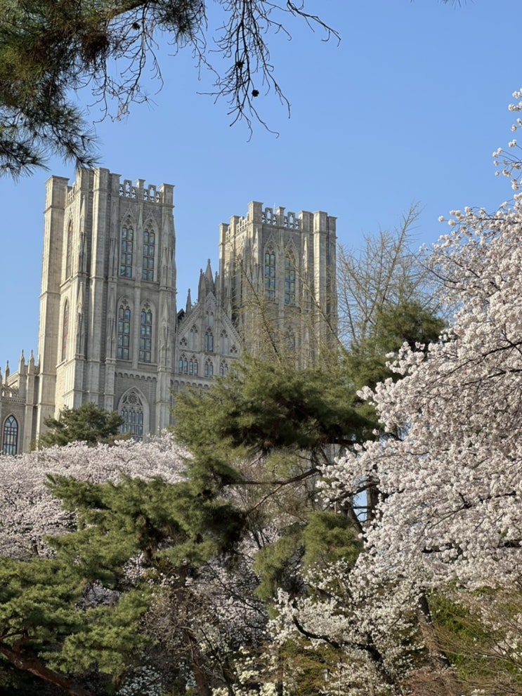  경희대학교 벚꽃구경 본관놀이 사진 기록
