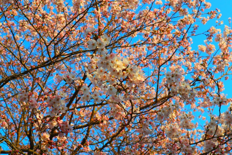 인천대공원 벚꽃 구경가기