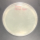 항균시험 소개 – Paper disk method 법 : 네이버 블로그