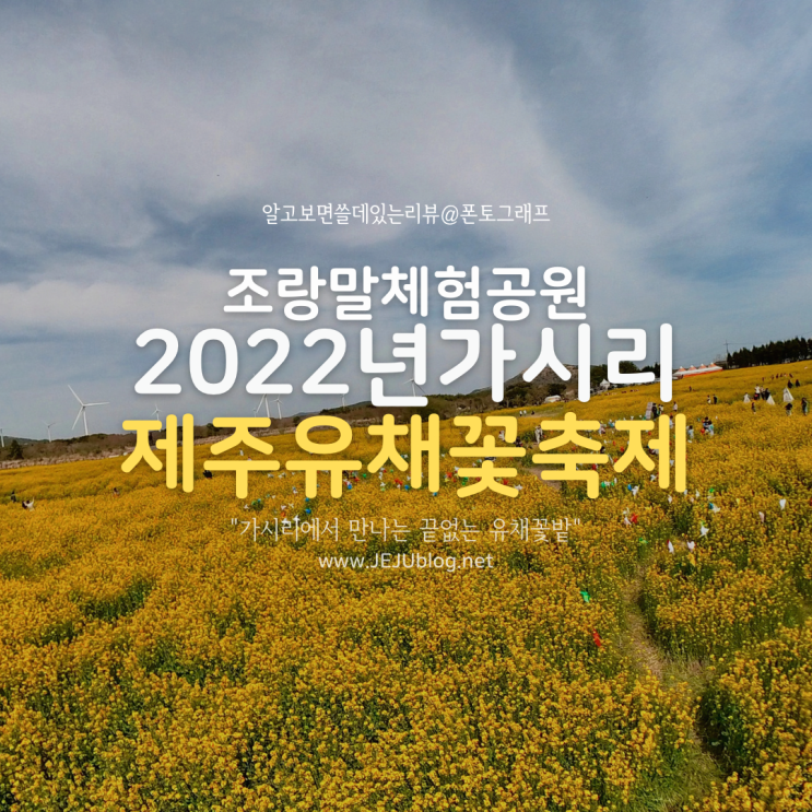 제주유채꽃축제 가시리 조랑말체험공원 유채꽃밭~ 제주도 무료 유채꽃명소!