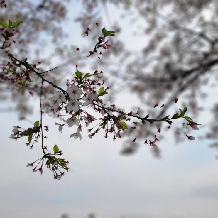 [봄나들이] 안양천 벚꽃놀이 3탄