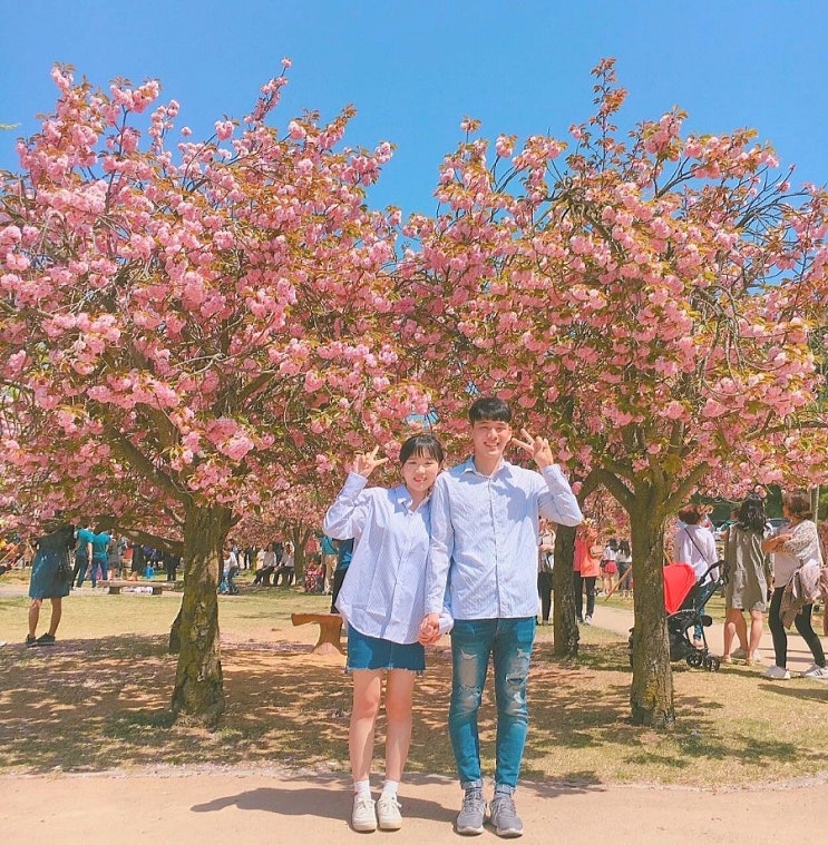  [경주]경주 겹벚꽃 명소/벚꽃가고 겹벚꽃 보러 불국사에서 인생샷 남겨보아요!(21년 방문후기!)