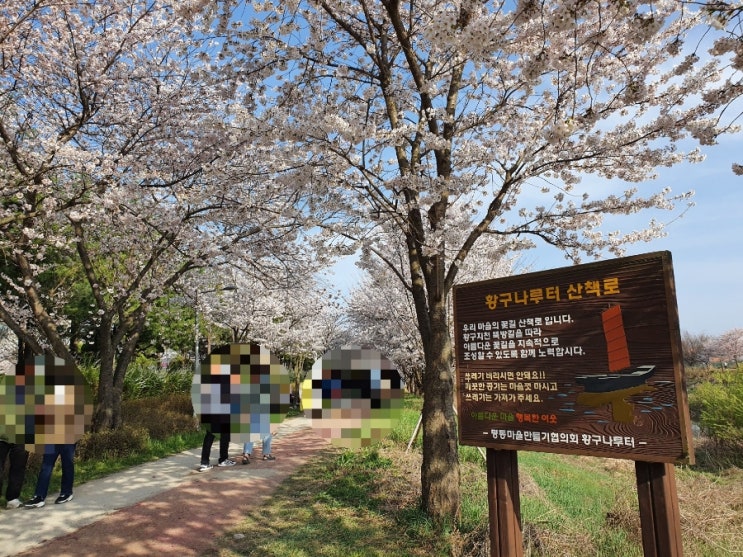  수원의 벚꽃 명소