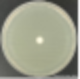 항균시험 소개 – Paper disk method 법 : 네이버 블로그