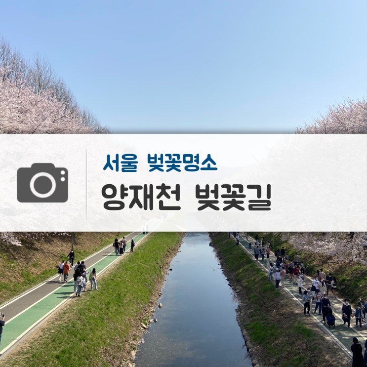  서울 벚꽃명소 : 양재천 벚꽃길 (매봉역~양재시민의 숲 구간)