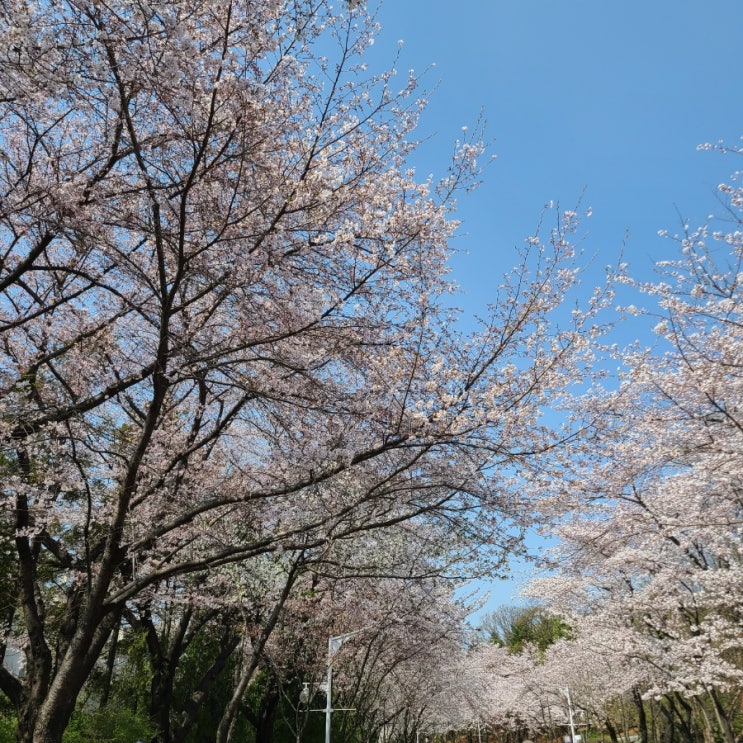 4월 인천 가볼만한 곳 - 벚꽃나들이 인천대공원
