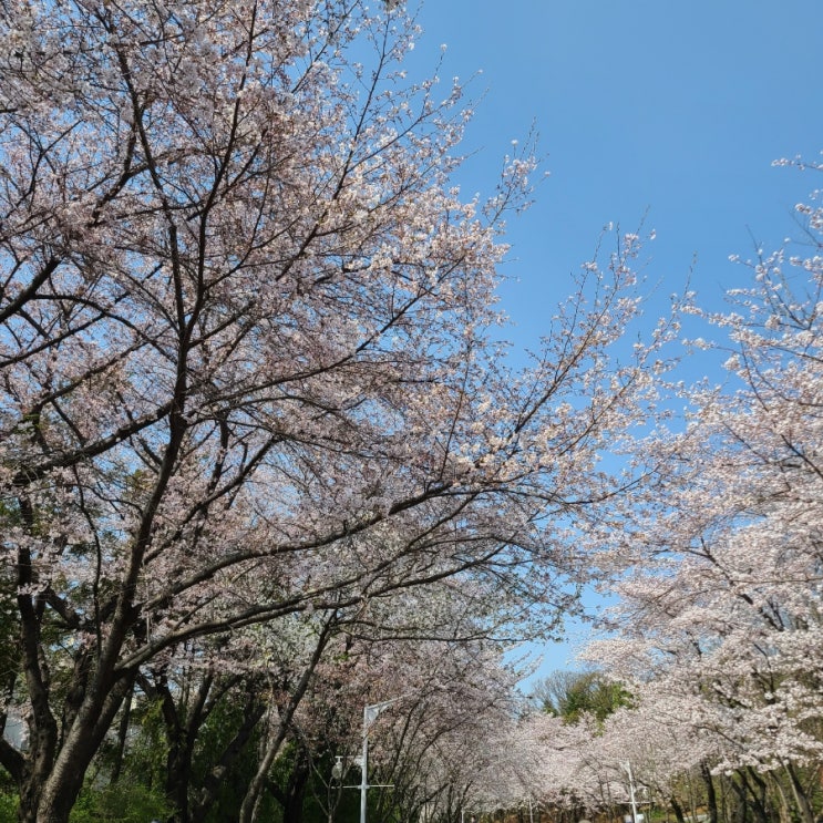  4월 인천 가볼만한 곳 - 벚꽃나들이 인천대공원