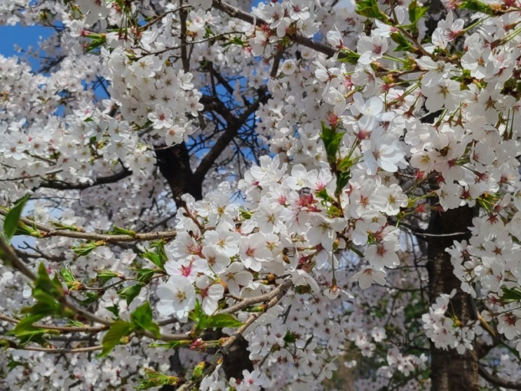 봄을 알리는 개나리와 벚꽃