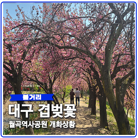 대구 겹벚꽃 월곡역사공원 개화상황