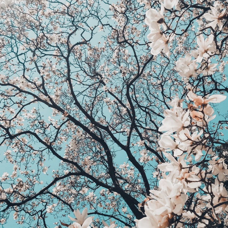  봄꽃 개화시기 변화와 기후 변화