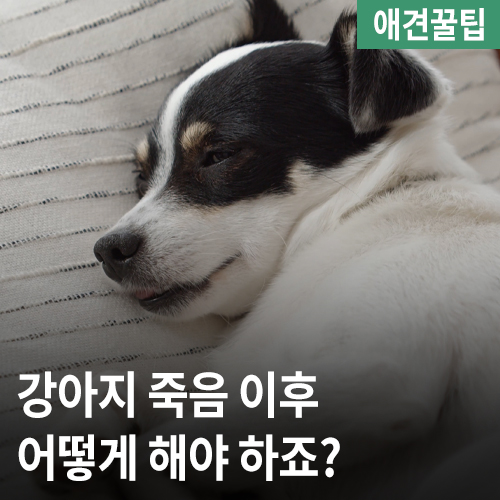  강아지 죽음, 강아지 사망 후 수습방법