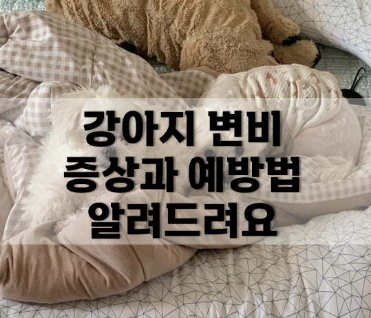  강아지 변비 증상과 예방방법 알려드려요.
